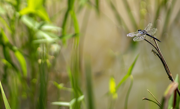 Photo of dragonfly on reed in wetland