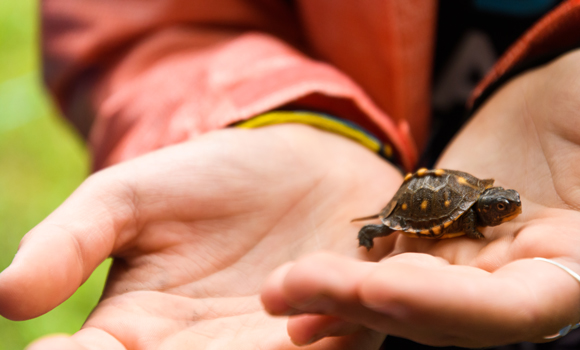 a tiny turtle in a hand