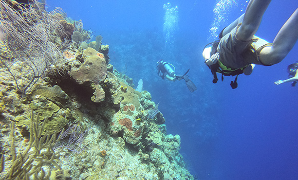 Photo of divers exploring coral reef