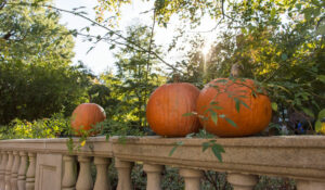 Photo of pumpkins on a railing