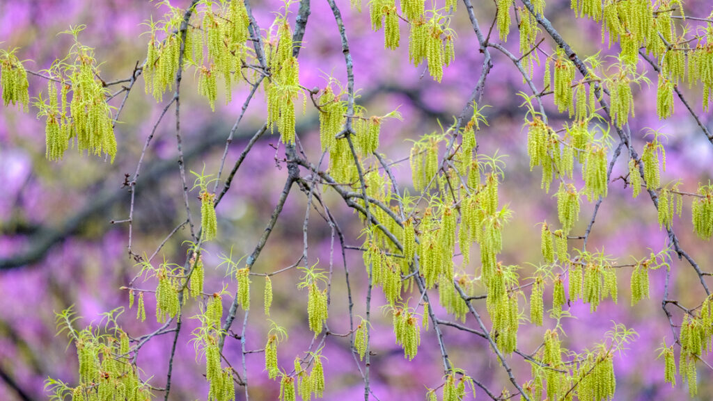picture of flowering trees