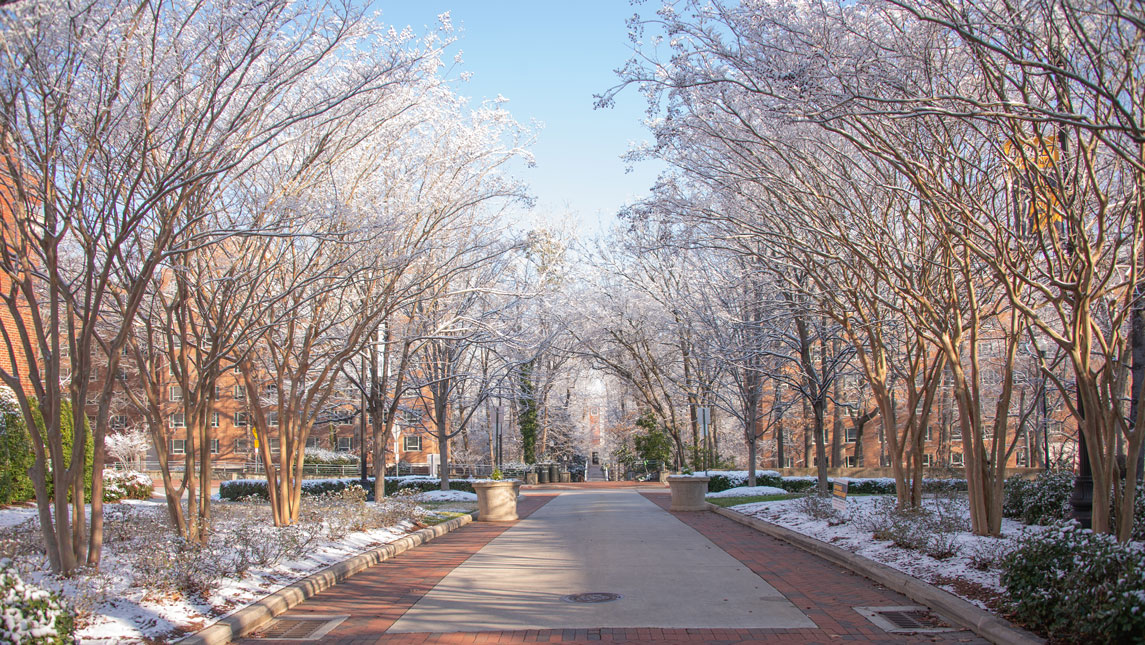 trees in snow