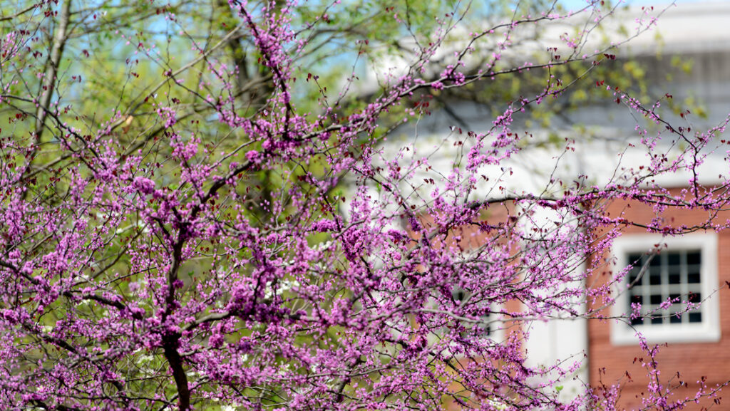blossoms and building