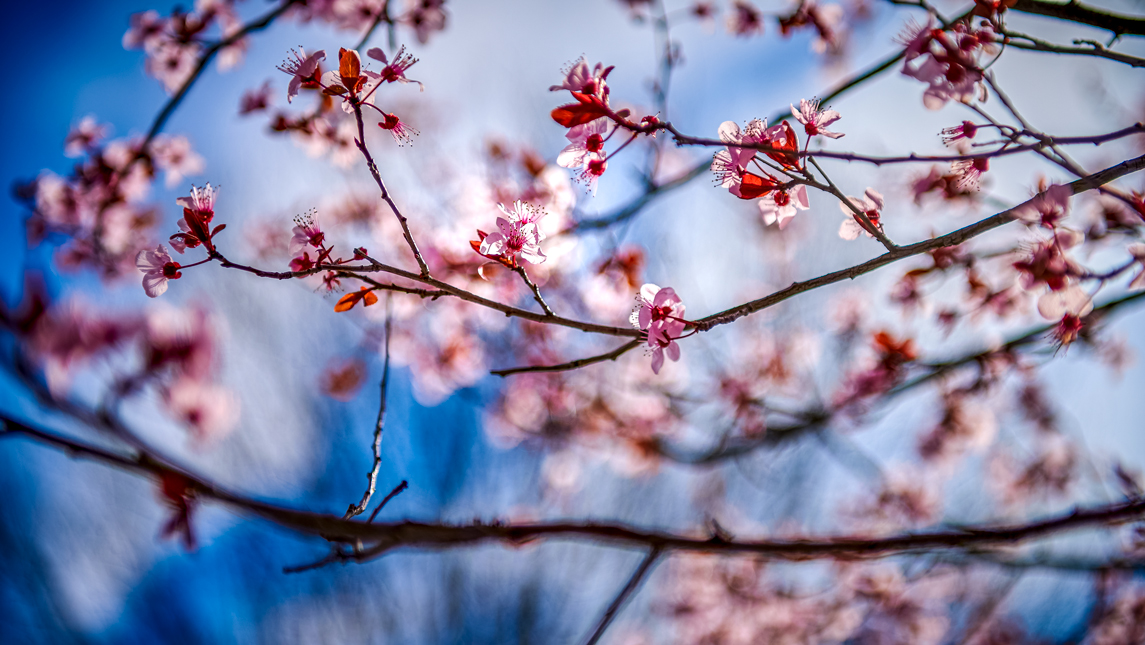 blossoms on branch