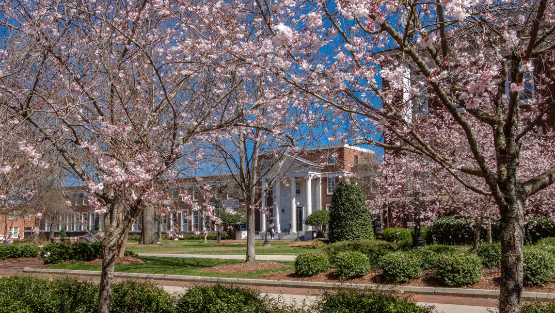flowering trees and building