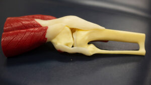 A plastic model of the knee