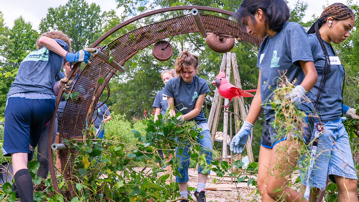 Four students pull weeds in the garden around a circular trellis.