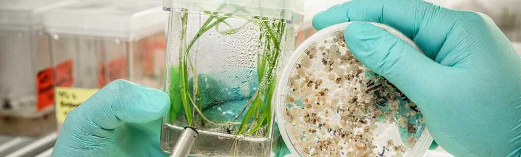 gloved hands hold plant specimens in holders