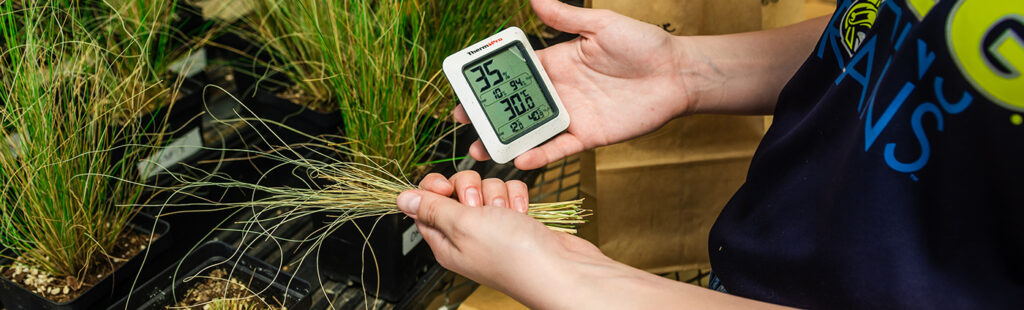 Holding a device in one hand and grass in the other, a student conducts research inside a greenhouse