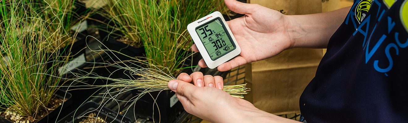 Holding a device in one hand and grass in the other, a student conducts research inside a greenhouse