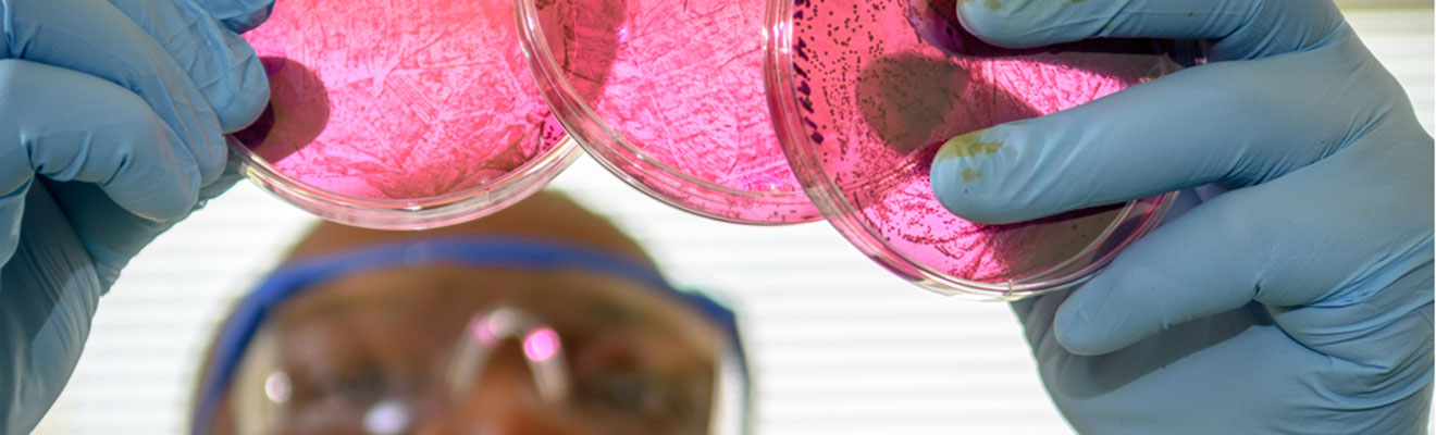 A male student in lab environment is examining some brightly colored petri dishes. He is wearing protective goggles and gloves