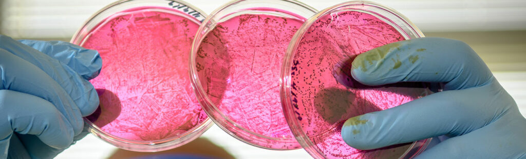 A male student in lab environment is examining some brightly colored petri dishes. He is wearing protective goggles and gloves.