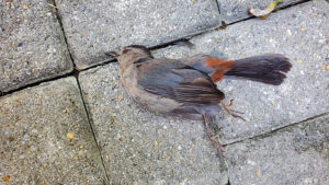 Fallen bird lies on the sidewalk after flying into a window.