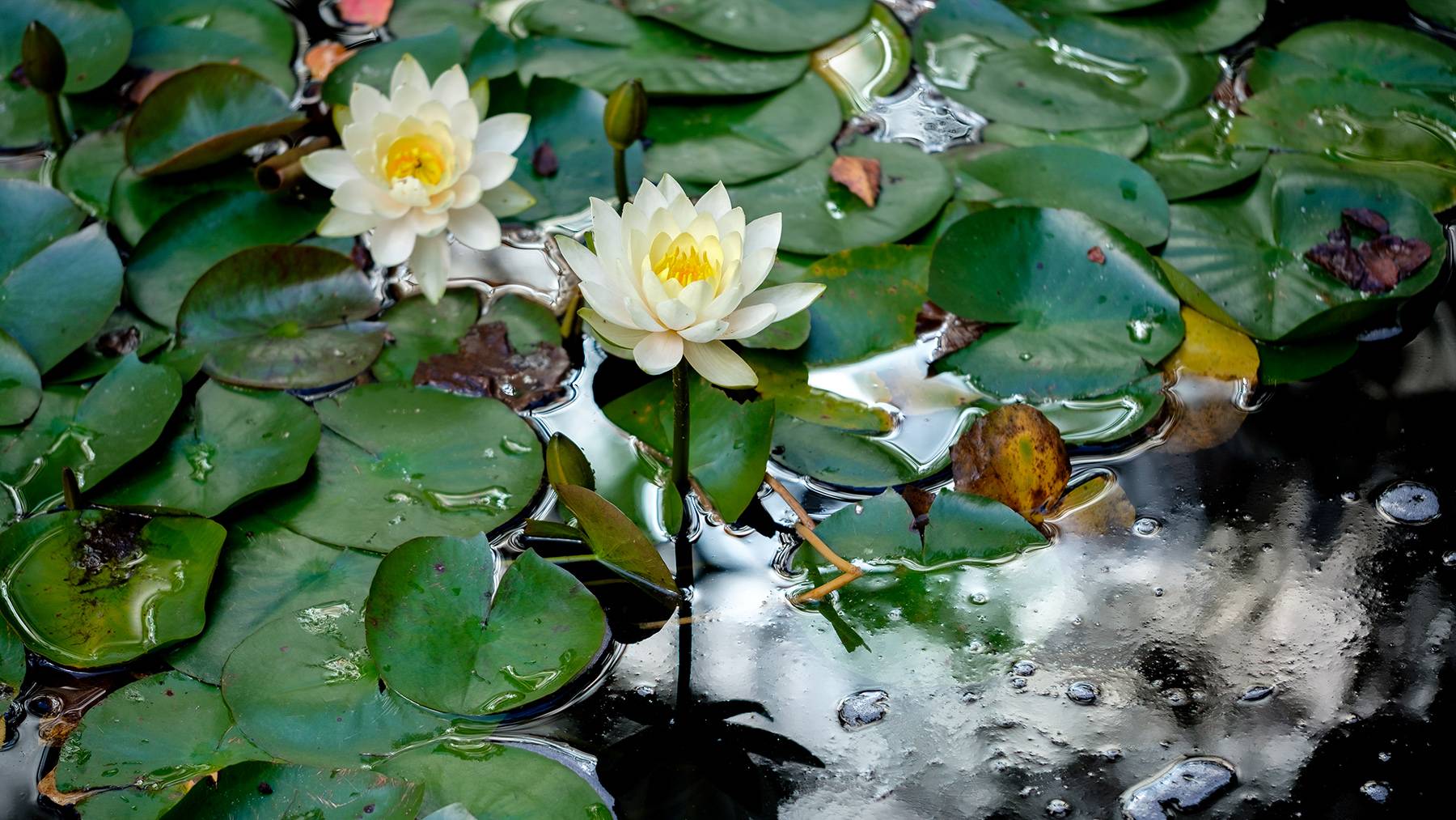 Flowers bloom among lily pads in a small on-campus pond.