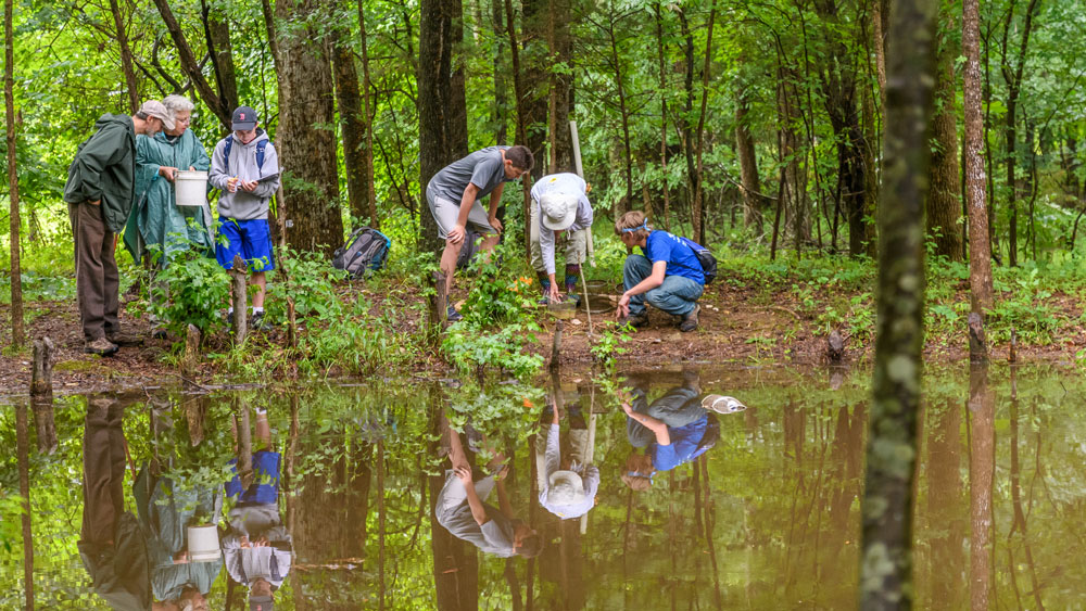 Students wading in water and interacting with wildlife as part of the herpetology research camp.