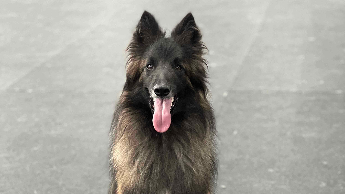 UNCG police department's new comfort dog, a Belgian Tervuren.