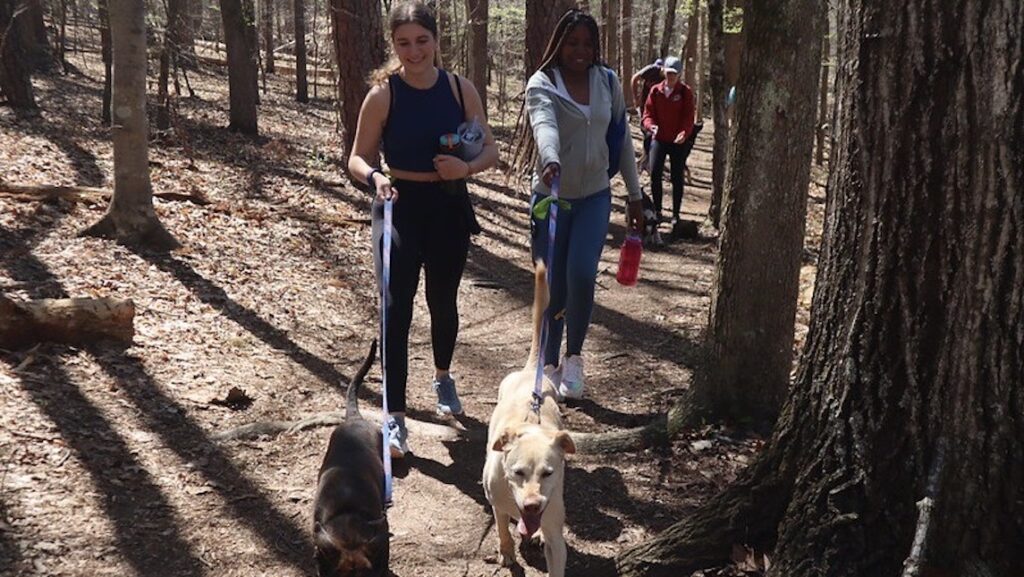 Members of the OA team enjoying a hike with their dogs.