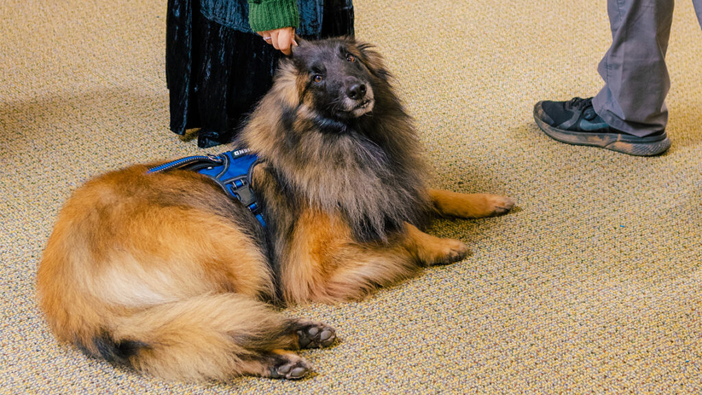 A dog lays on the floor.