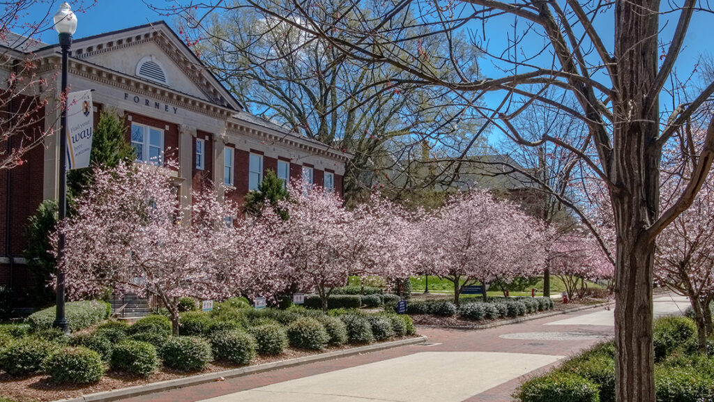 Trees blossom in spring along College Avenue.