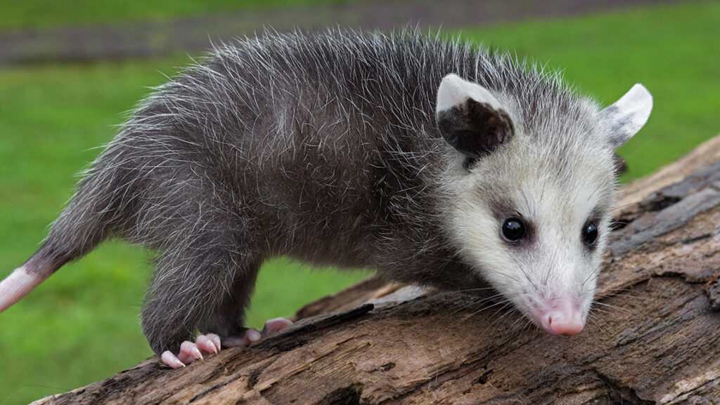 Virginia Opossum Joeys.