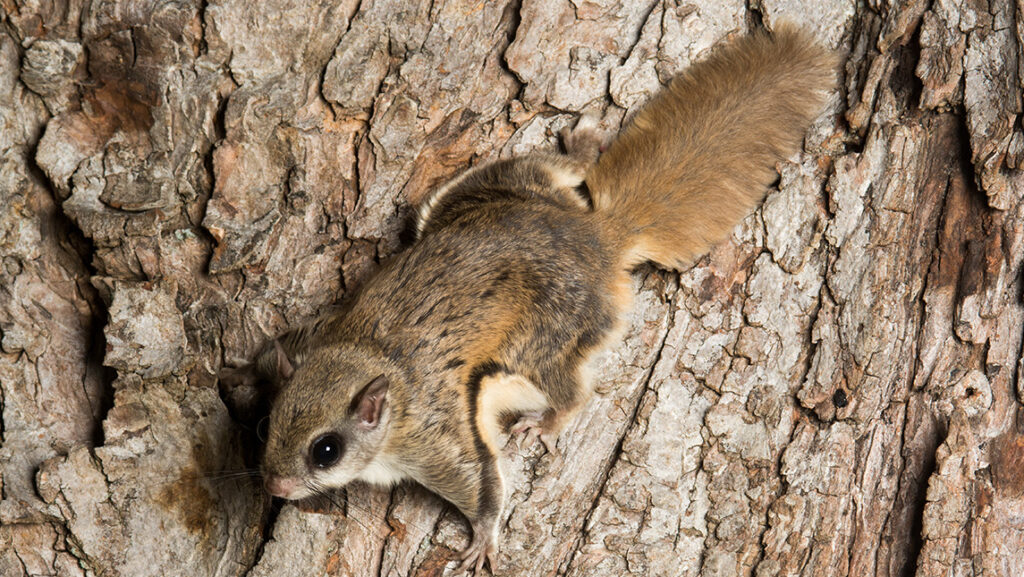 Southern flying squirrel.