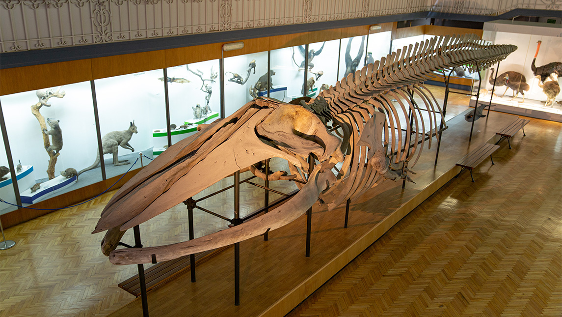 Whale bones on display at the museum.