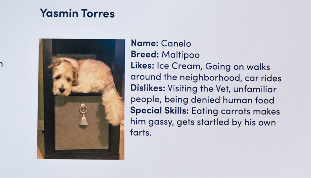 Photo of a maltipoo dog.