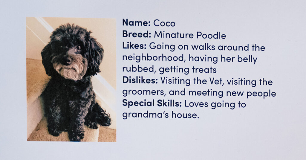 Photo of a black miniature poodle.