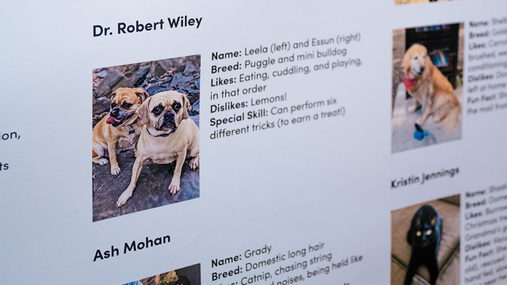 A photo of two dogs on a poster.
