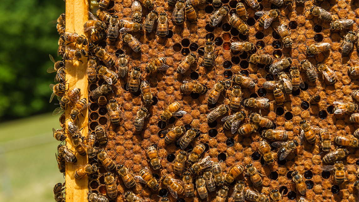 Up close shot of bees