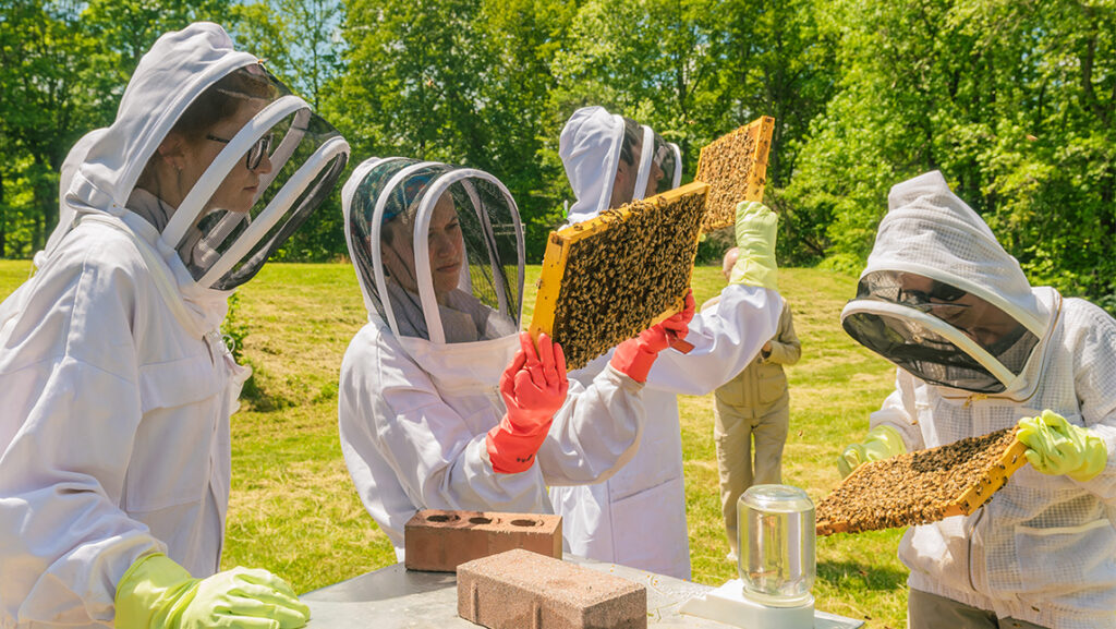 UNCG researchers look at bees