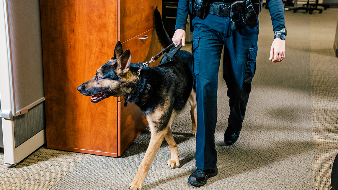 UNCG Police canine walks through an office.
