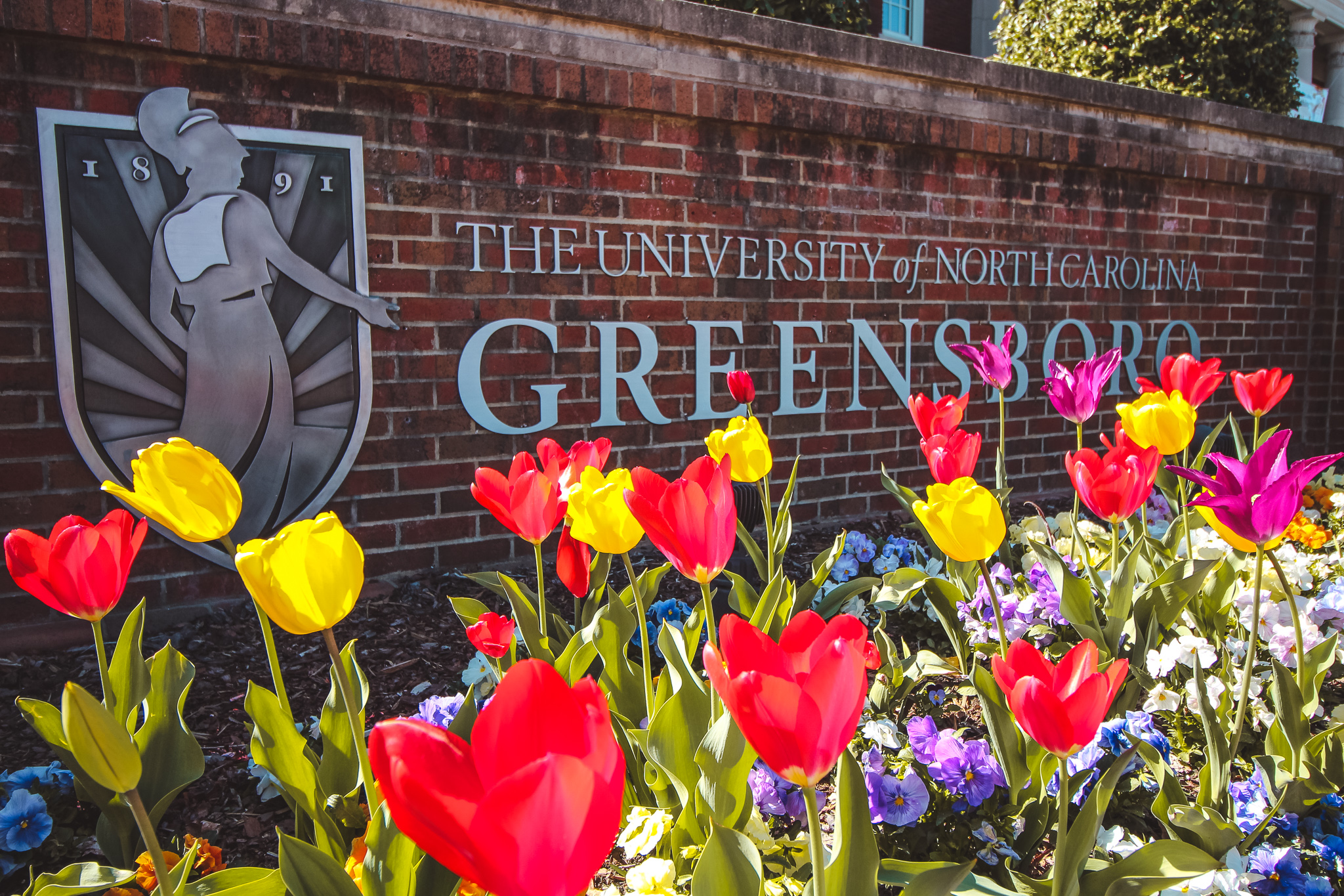Tulips blooming in front of UNCG campus sign.