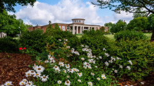 Daisies bloom in the gardens near the UNCG EUC.