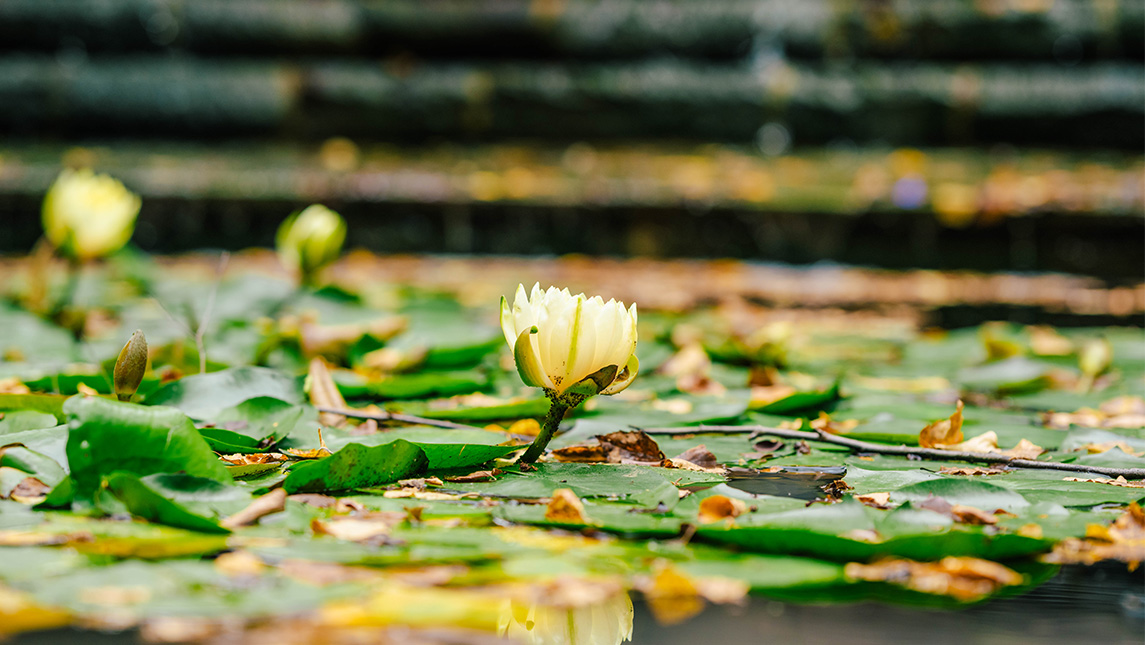 Lilypads on the UNCG pond.