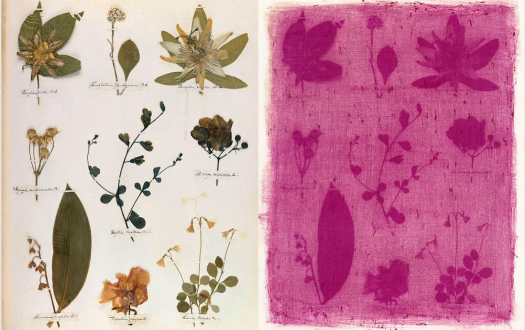 Close-up on anthotype flower prints by UNCG photography associate professor Leah Sobsey and research collaborator Amanda Marchand.