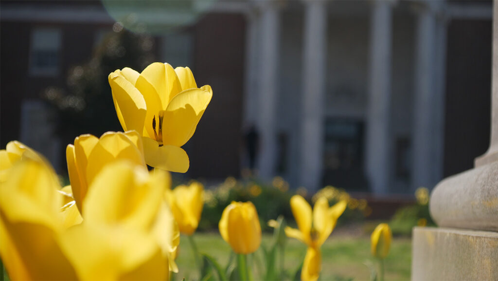 Yellow flowers bloom on UNCG campus.