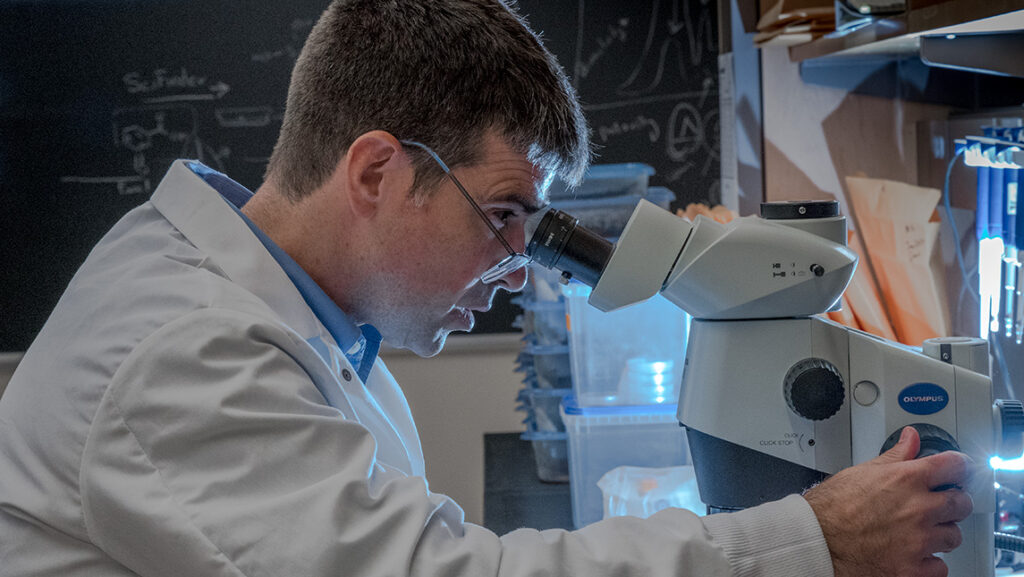 Dr. Nick Oberlies looks through a microscope at UNCG.