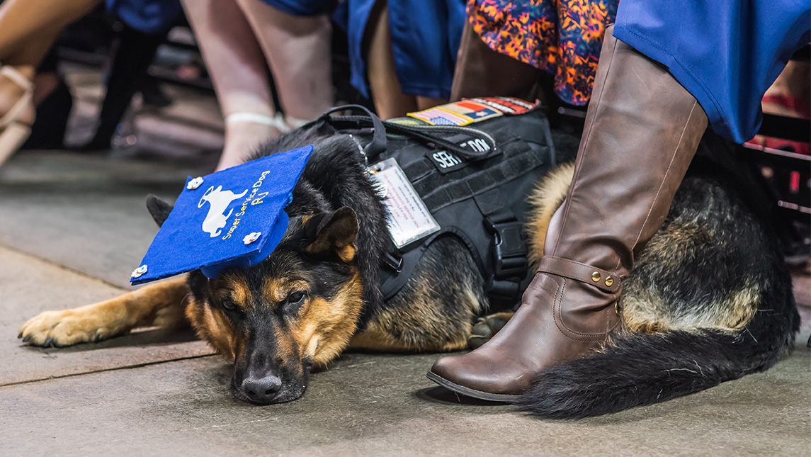 A service dog wears a graduation camp while resting at the feet of a UNCG student at Commencement.