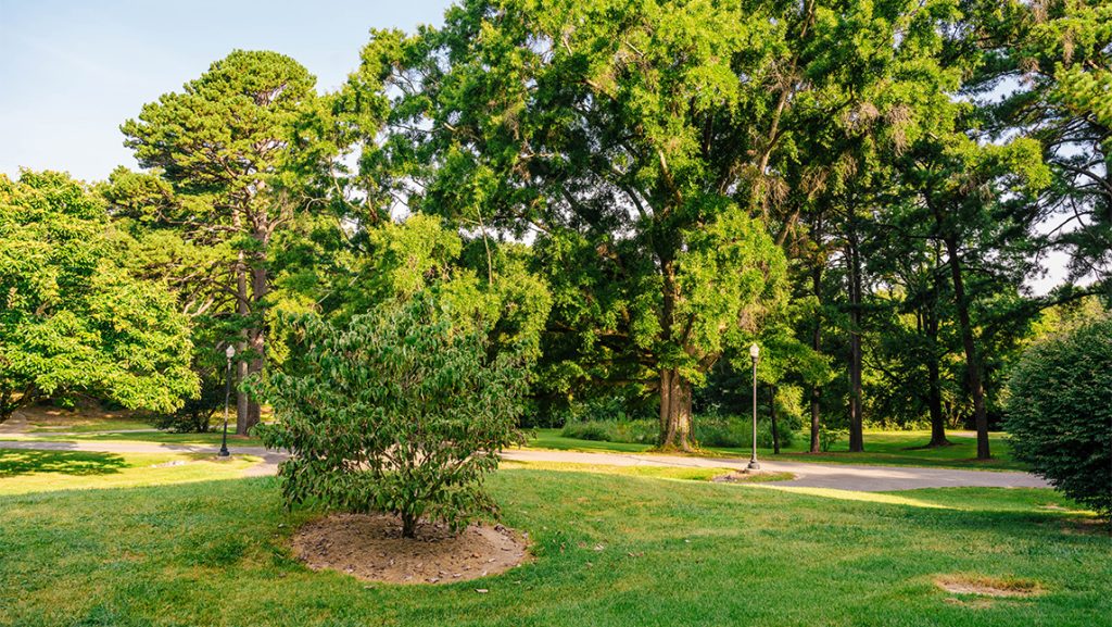 Trails on UNCG campus near the golf course.