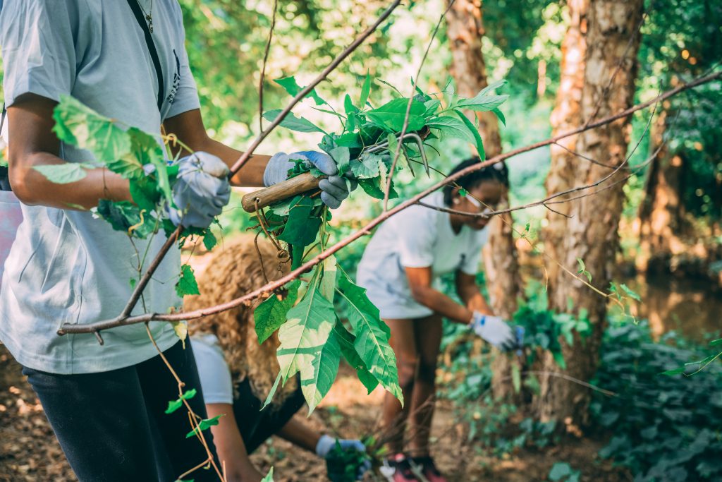 A group of students in the woods clearing undergrowth from trees