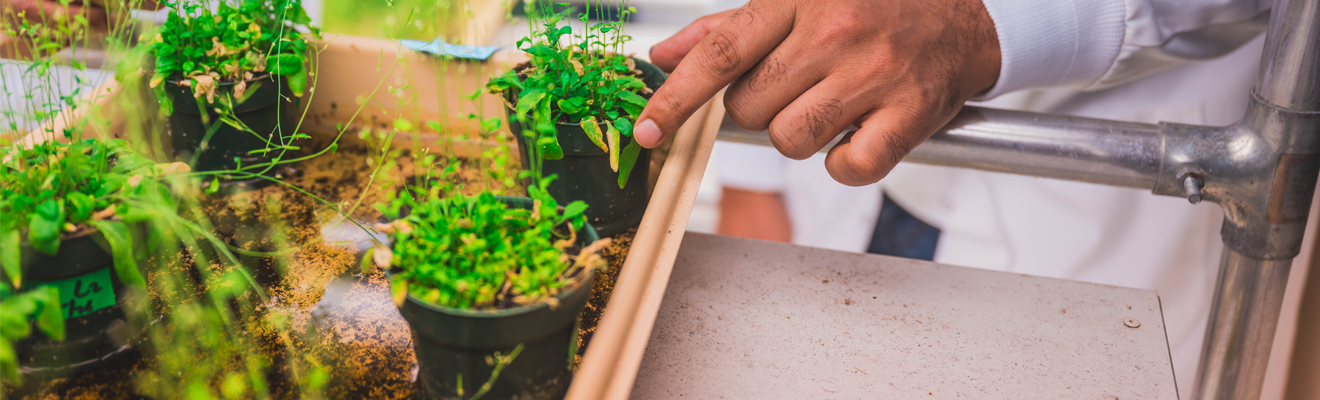 A hand points at a tray of potted plant specimen