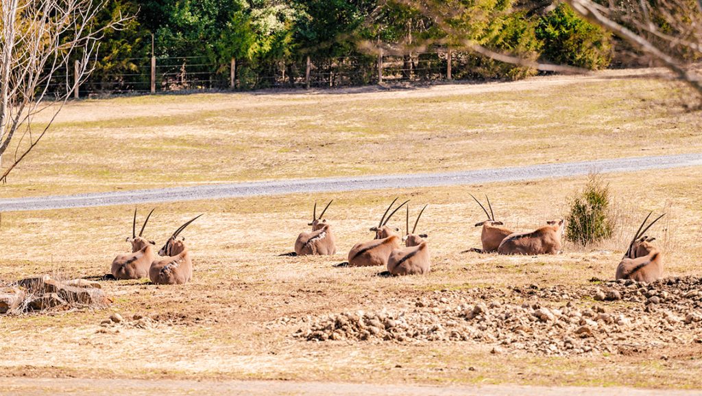 Waterbuck lounging at the North Carolina Zoo.