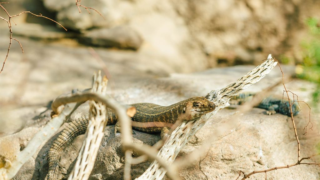 Lizards sun themselves on a rock at the North Carolina Zoo.