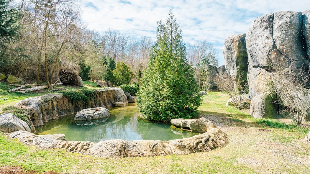 North Carolina Zoo polar bear water hole and spring.