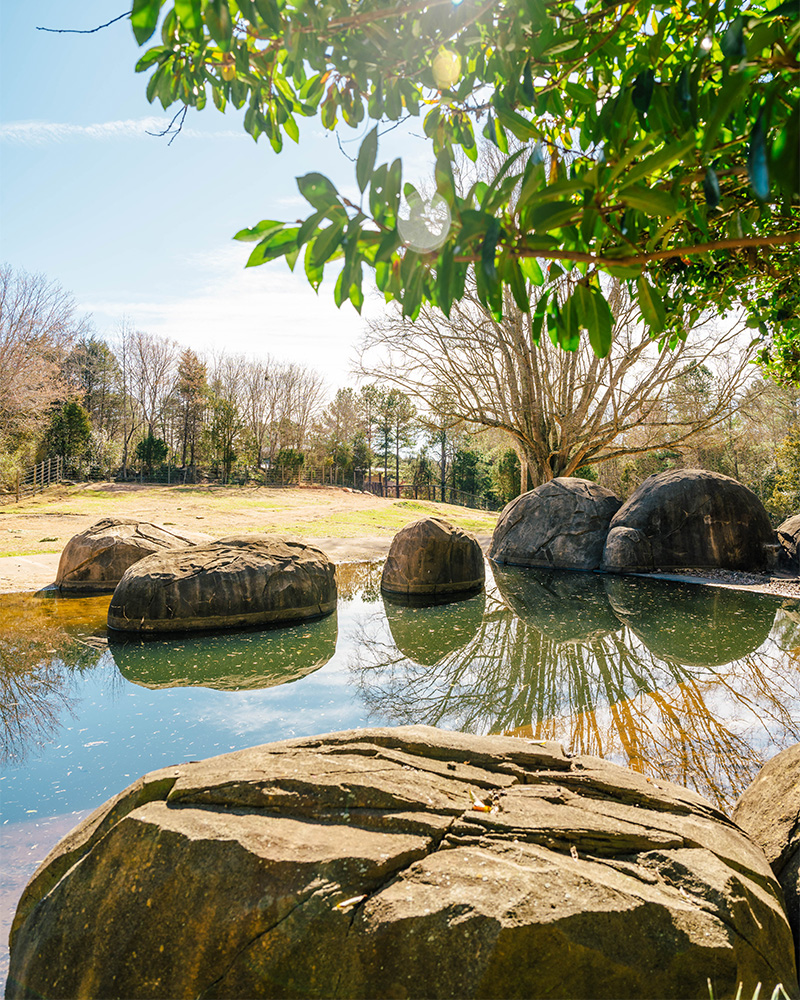 Elephant watering hole at the North Carolina Zoo.