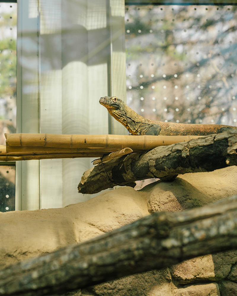 Lizard sits atop a stick in its North Carolina zoo exhibit.