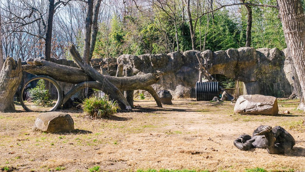 A gorilla suns himself at the North Carolina Zoo.