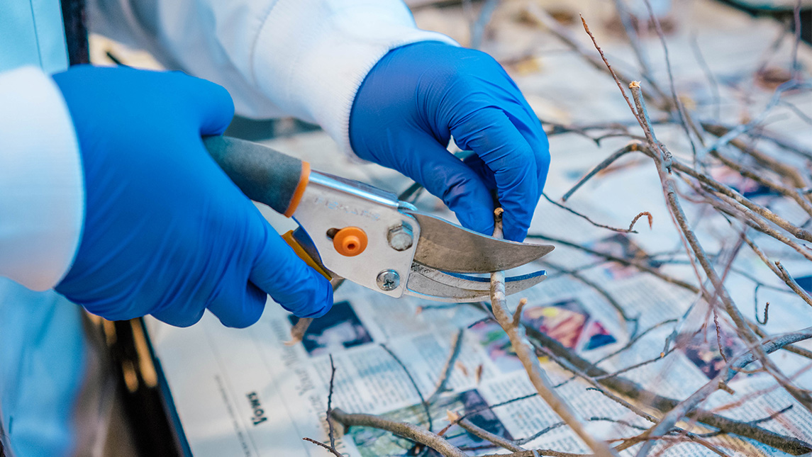 Close-up on Janae Wofford cutting branches for lab research at UNCG.