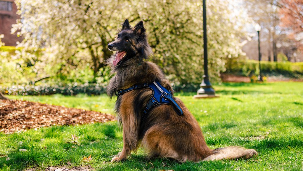 German shepherd sits in grass on a spring day on the UNCG campus.